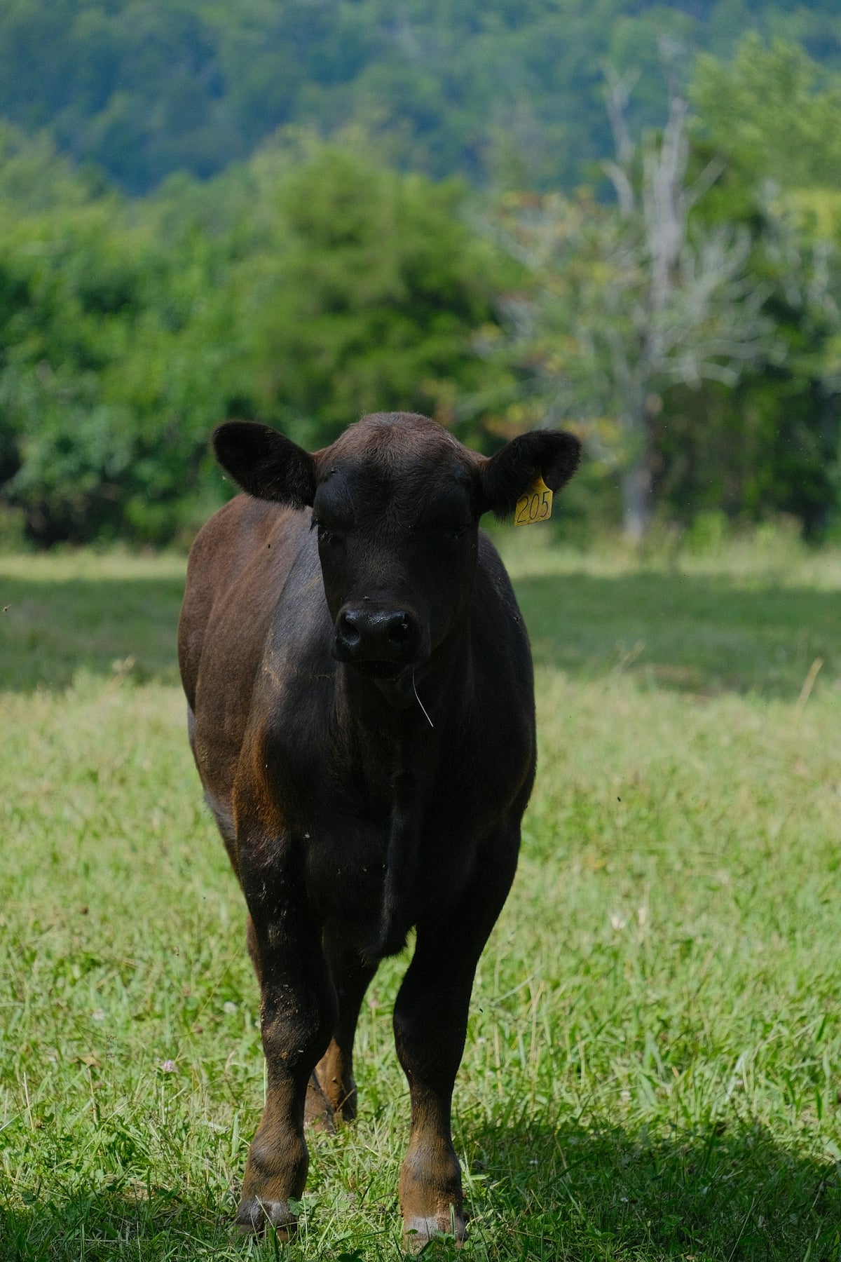 A young black calf stands in a grassy field