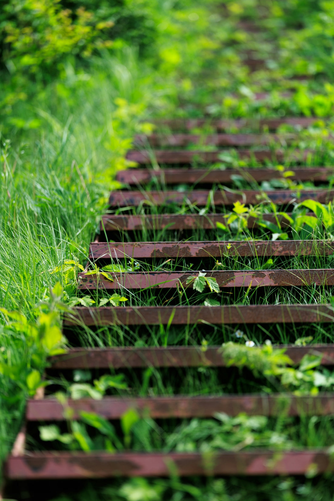 Rustic steps covered in lush green foliage.